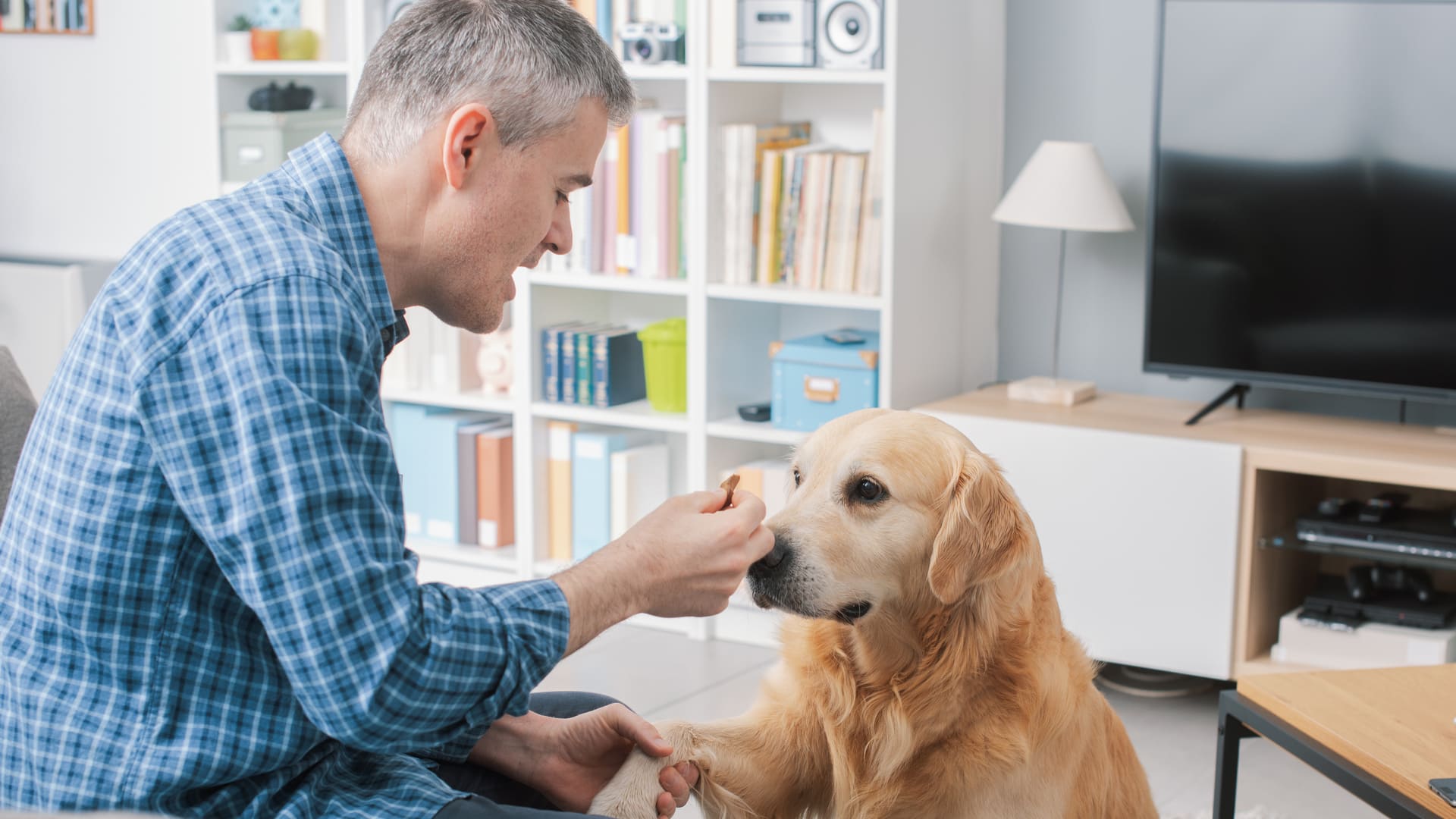 Illustration pour remboursement soins animaux