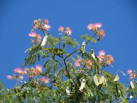 Albizia_Les_methodes_efficaces_pour_lentretenir.jpg