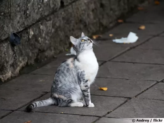 découvrez comment les chats vidéo transforment les interactions amoureuses et sociales, facilitant les rencontres et créant des connexions authentiques à distance.