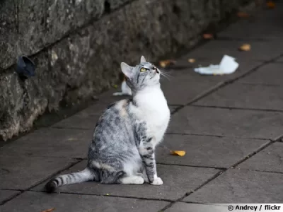 découvrez comment les chats vidéo transforment les interactions amoureuses et sociales, facilitant les rencontres et créant des connexions authentiques à distance.