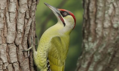 découvrez comment reconnaître facilement le pic-vert, également appelé pivert, grâce à nos conseils simples et rapides. apprenez à identifier ce magnifique oiseau en un coup d’œil.