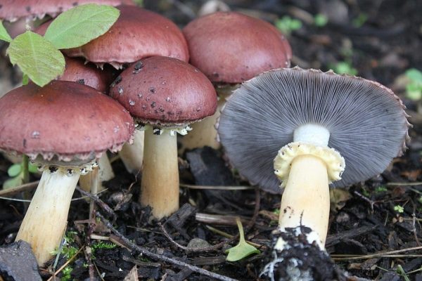comment-acheter-du-mycelium-pour