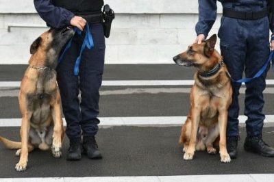 gendarme-maitre-chien-un-duo