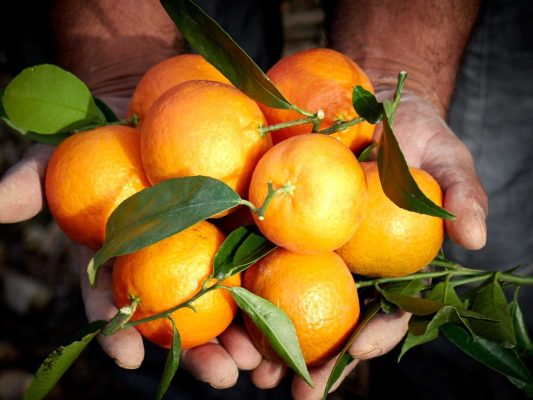 quest-ce-que-la-mandarine