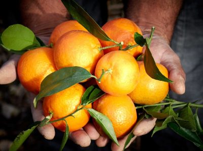 quest-ce-que-la-mandarine